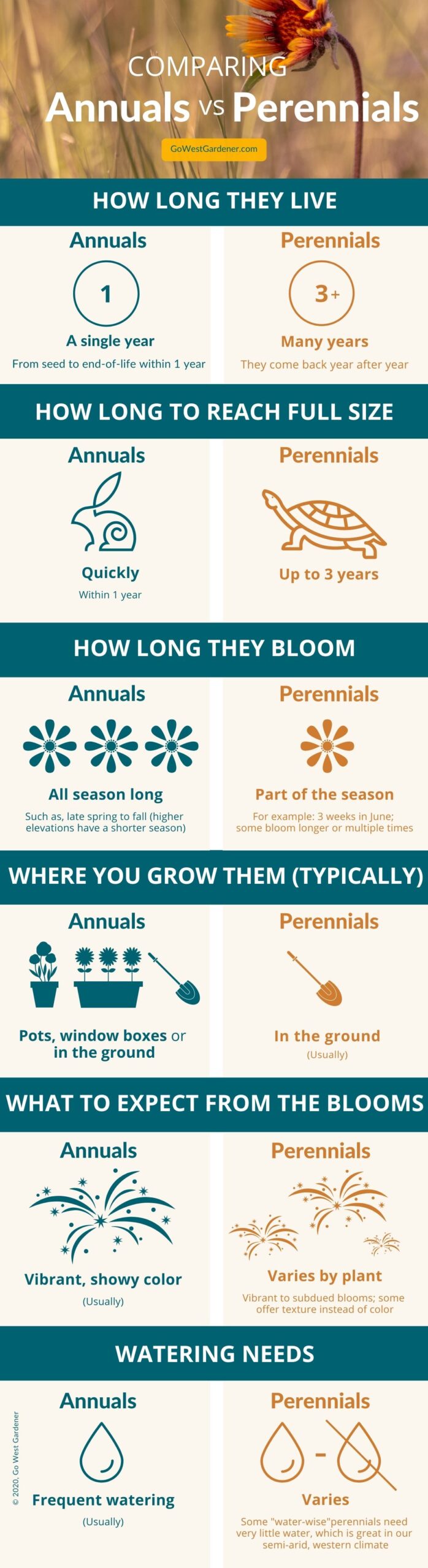 Infographic showing differences between annuals vs perennials