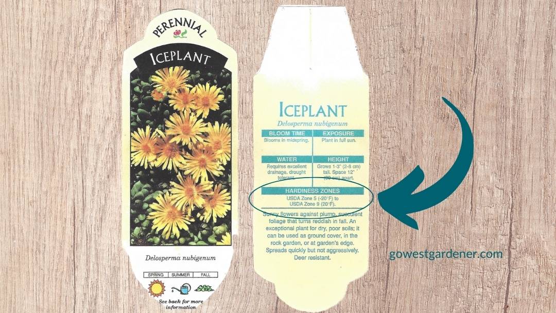 This plant tag for this iceplant says USDA plant hardiness zones 5-9.