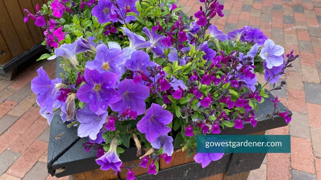 Colorful purple petunias and purple salvia in a large flower container in a mountain village.