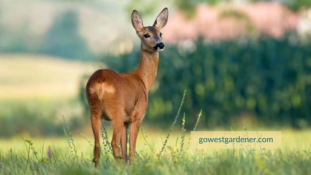 There are deer-resistant flowers that deer are less likely to eat from your planters.
