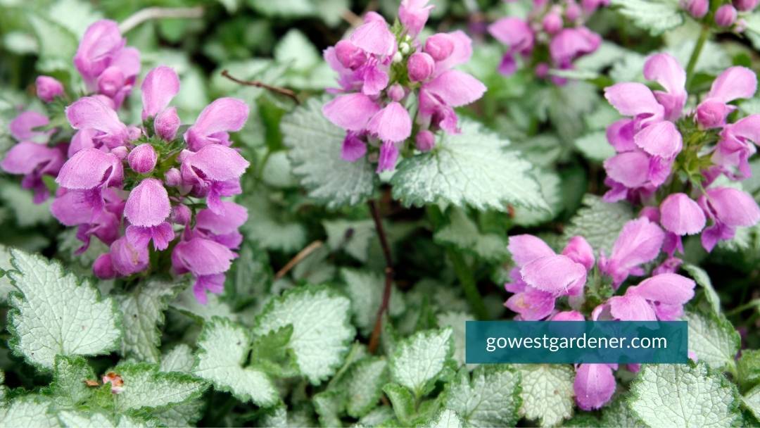 Lamium is a pretty perennial for flower pots because of its white leaves. They had visual interest to pots.