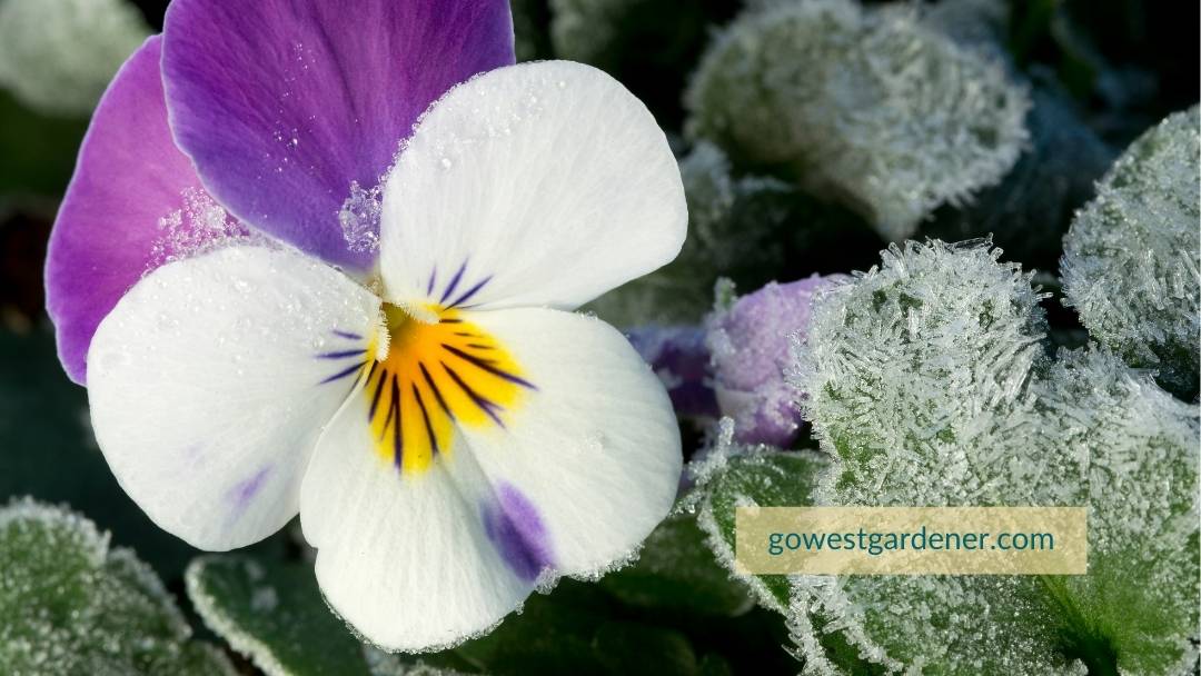 Pansies and violets are frost-tolerant flowers, making them good for mountain planters. 