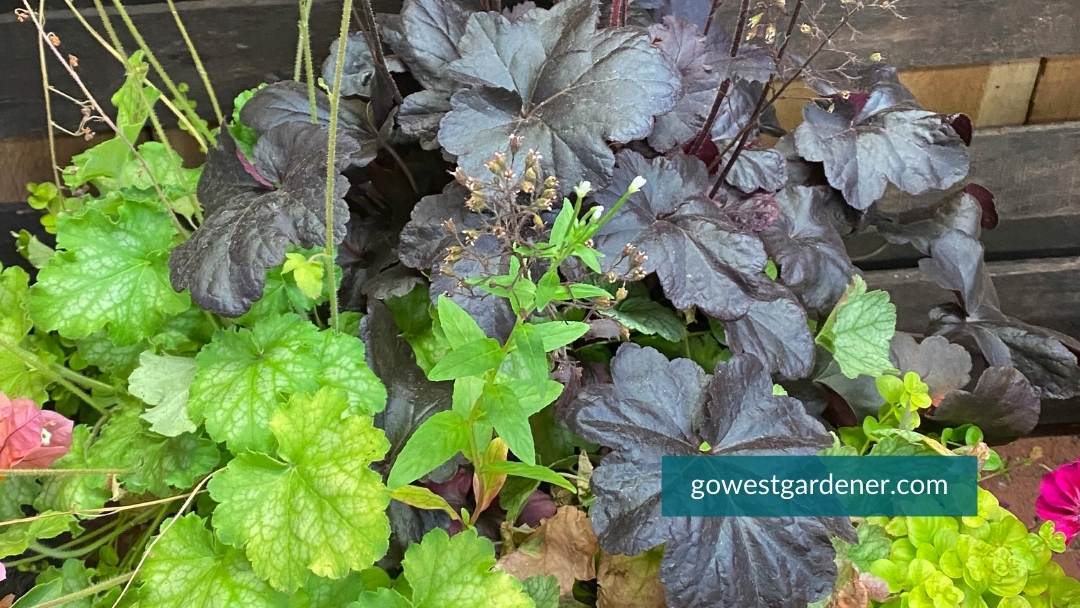 You can plant perennials in your containers. They will more likely give you interesting leaves and textures than last-all-summer flowers.