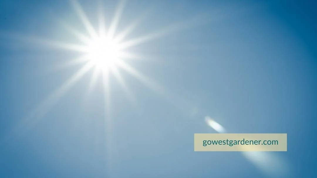 Knowing how much sunlight your planters get is a good way to narrow down your flowers choices.