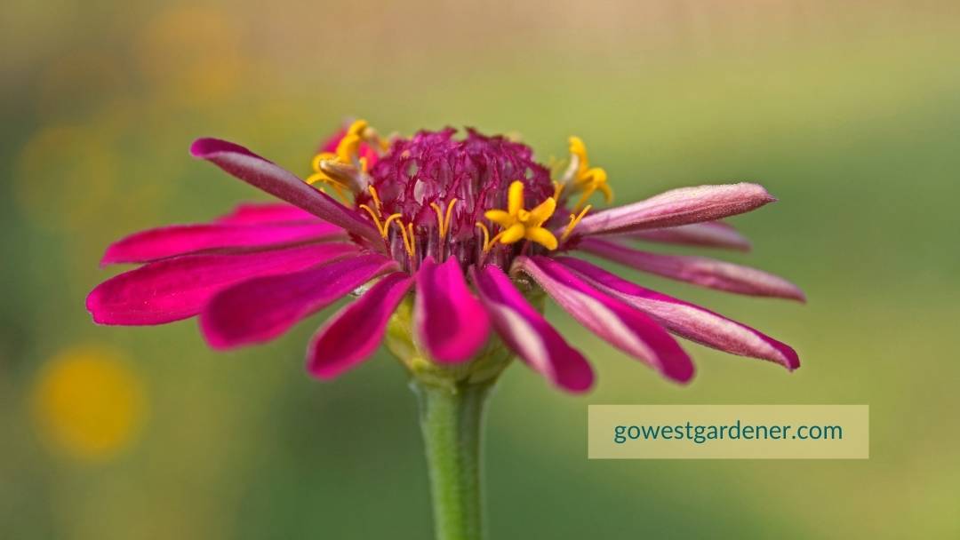 ZInnias are flowers that love the heat. They are heat-tolerant annuals.