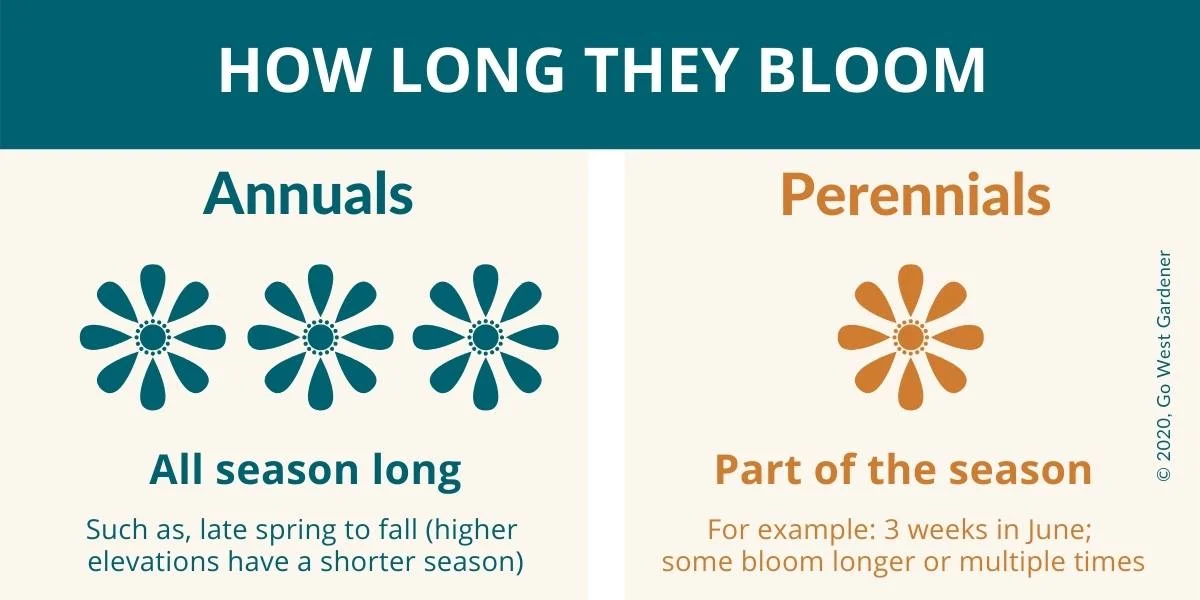 How long annuals bloom vs how long perennials bloom