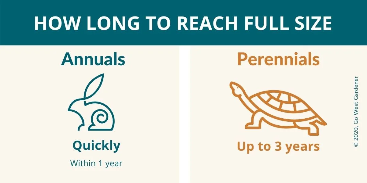 How long it takes for annuals and perennials to reach full size