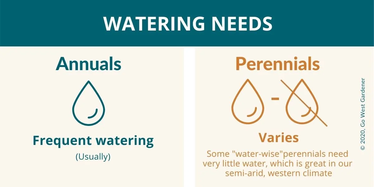 Watering needs of annuals vs perennials