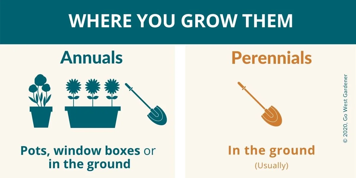 Where you grow annuals vs where you typically grow perennials