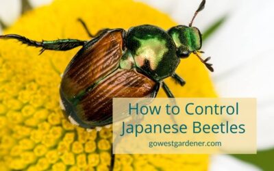 VIDEO: Japanese Beetles In Colorado & How to Control Them