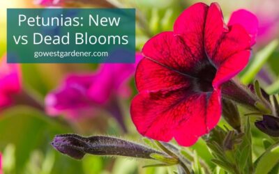 VIDEO: How to Clean Your Petunias, So You Aren’t Trimming Off the Wrong Parts