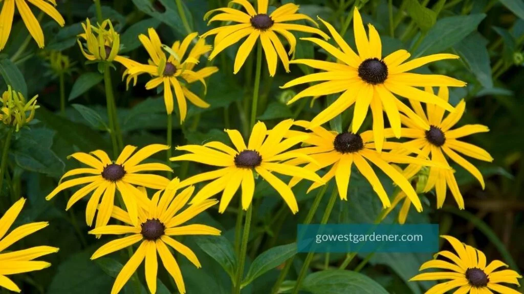Black Eyed Susan, aka Rudbeckia, is one of the best late summer flowers for Colorado and Utah gardens