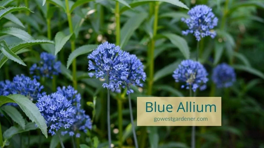 Blue allium flowers add a hint of whimsy to your garden and such fun, round shapes!