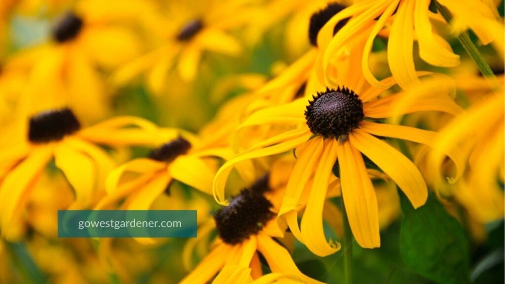 Rudbeckia (commonly known as Black Eyed Susan or Gloriosa Daisy) has bright gold flowers and brown or black centers