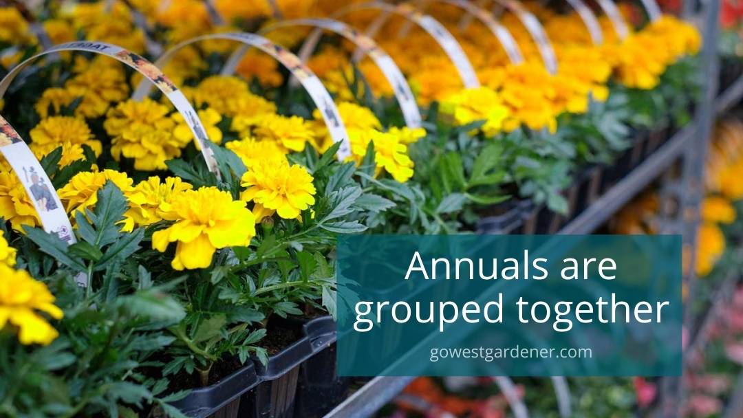 Garden center tip: Annuals are usually grouped together in one section, like these yellow and orange marigolds