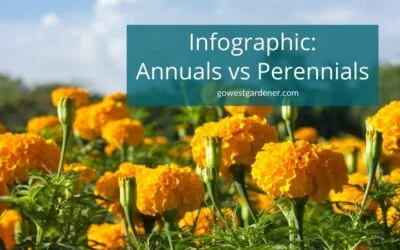 Infographic: Key Differences Between Annuals and Perennials