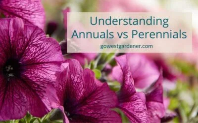 Garden Lingo Bingo: Understanding Annuals vs Perennials