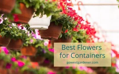 VIDEO: What Are the Best Flowers to Grow in Containers for Showy Color?