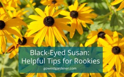 Black-Eyed Susan (Rudbeckia): How to Tell a Biennial vs Perennial (Short-Lived vs Long-Lived Plant)
