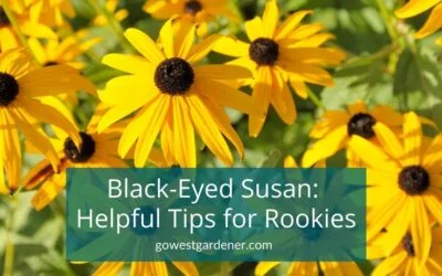 Black-Eyed Susan (Rudbeckia): How to Tell a Biennial vs Perennial (Short-Lived vs Long-Lived Plant)