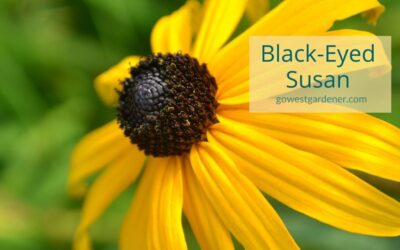 Black-Eyed Susan (Rudbeckia): An Easy-to-Grow Flower for Late Summer