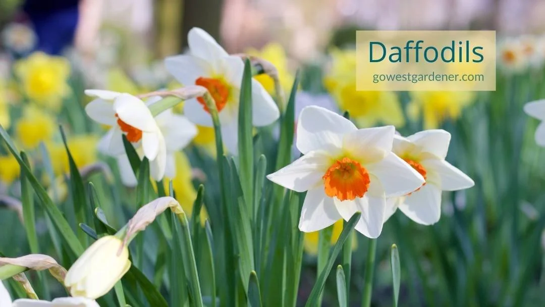 Creamy white tulips with an orange center