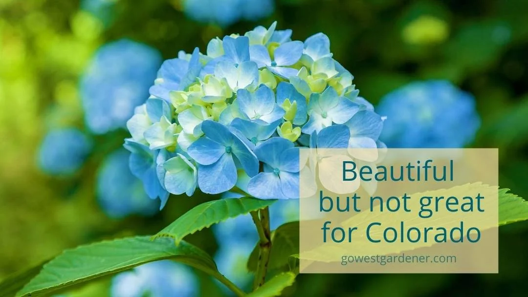 Many hydrangea don't grow as well in Colorado, including this Endless Summer Hydrangea.