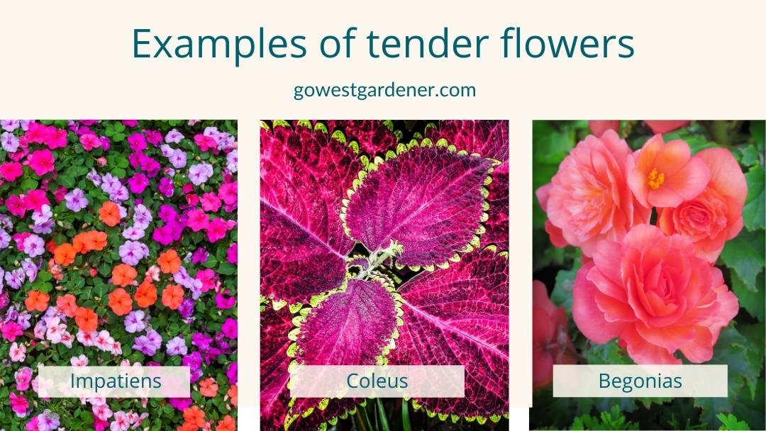 Examples of tender flowers in Colorado that prefer shade, like impatiens, new guinea impatiens, coleus and begonias