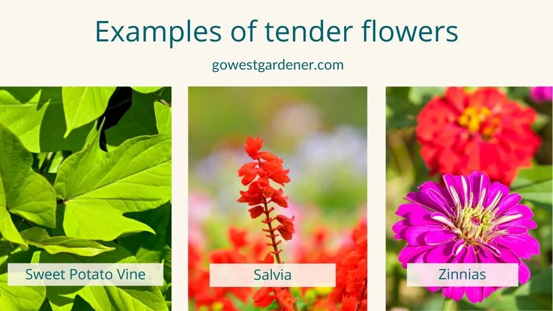 Examples of tender flowers in Colorado that prefer sun, like sweet potato vine, salvia and zinnias