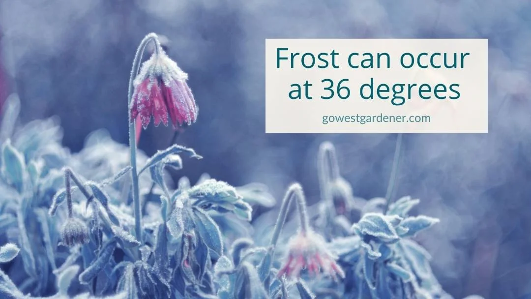 Frost can occur at 36 degrees F, so it's important to protect tender flowers.