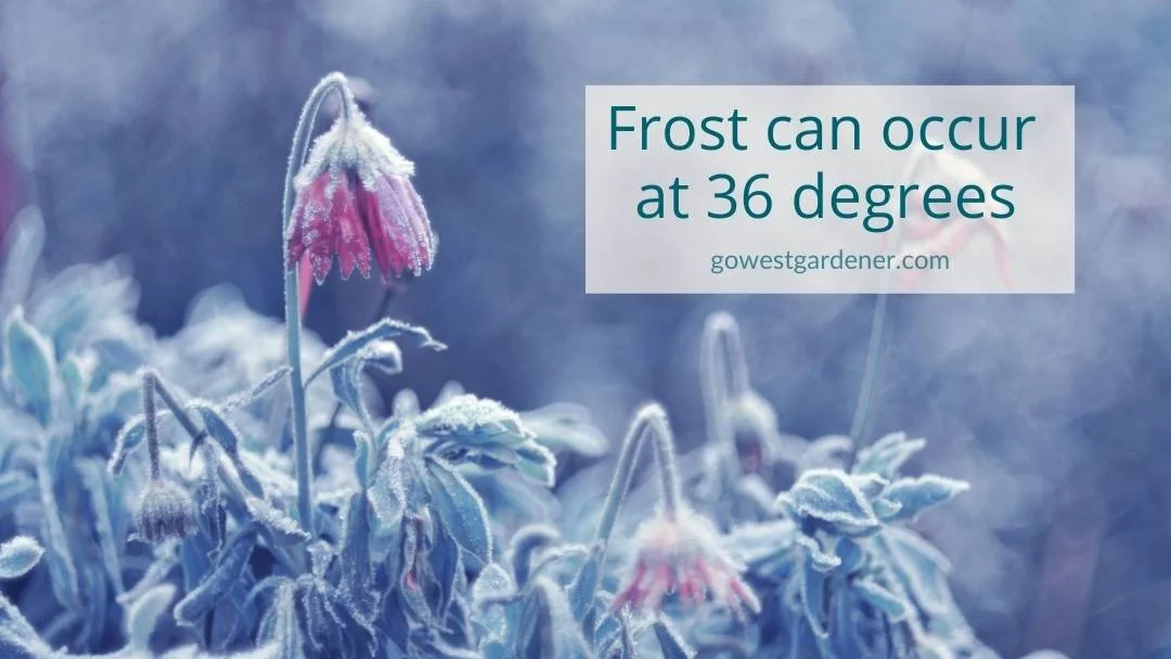 You can get frost on your flowers when the temperature drops to 36 degrees and below