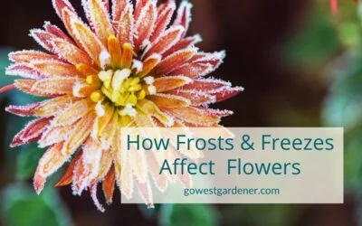 How Frosts and Freezes Affect Your Flowers