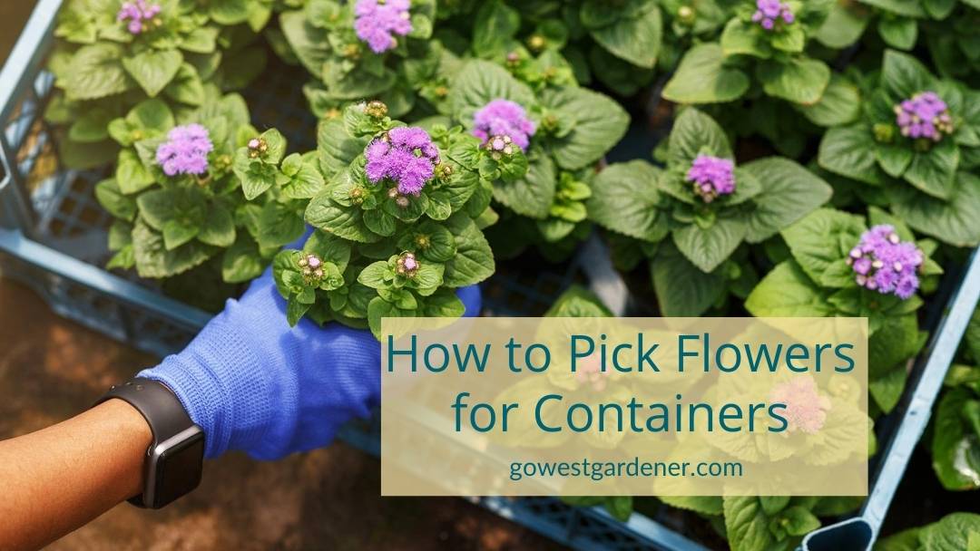 Tips on how to pick flowers for containers or flowerpots