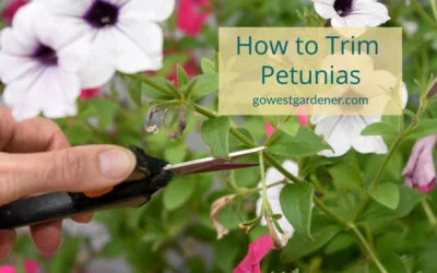VIDEO: How to Trim Petunias to Keep Them Looking Pretty