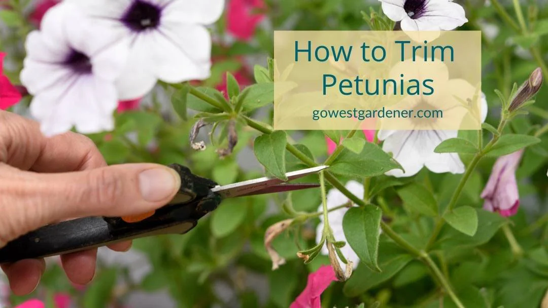 How to properly deadhead petunias