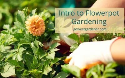PODCAST: Find Your Confidence With Flowerpot Gardening