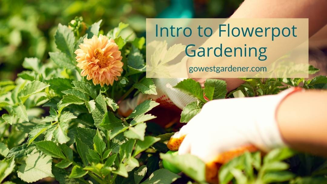 Podcast: An introduction to flowerpot gardening for beginner gardeners in western states like Colorado and Utah