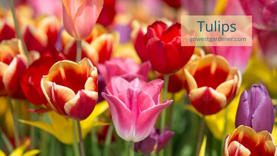 This is what colorful tulips look like -- they come in many pretty colors