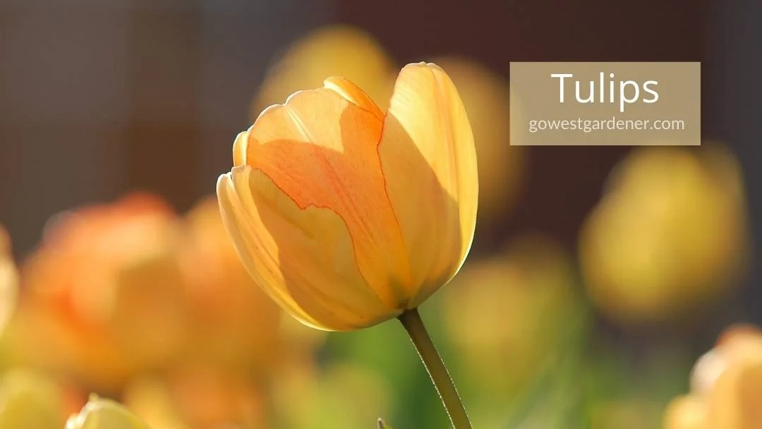 A tulip is a pretty spring flower for western states like Colorado and Utah