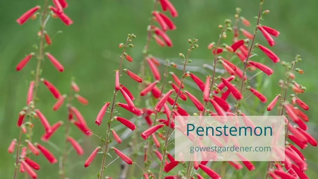 Many Penstemon flower plants are short-lived perennials.