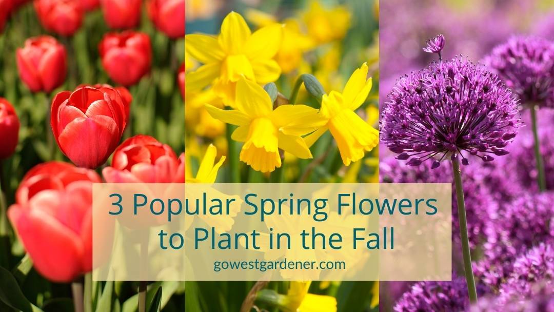 Tulips, daffodils and allium: Three of the best spring flowers for Colorado and Utah gardens that you plant in the fall as bulbs