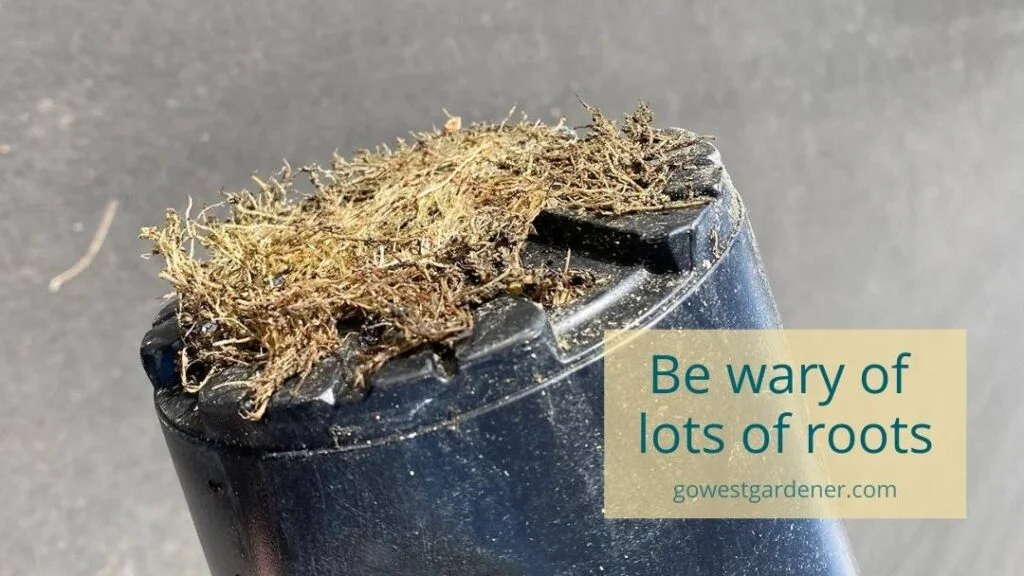 Roots growing from bottom of flower container