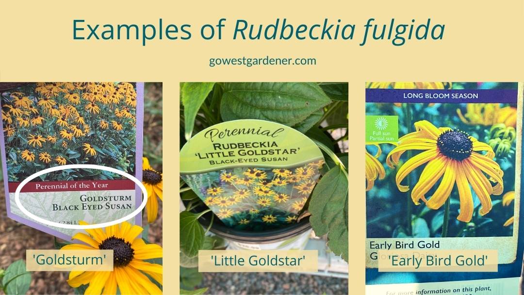 Examples of Rudbeckia Fulgida: Goldsturm, Little Goldstar and Early Bird Gold
