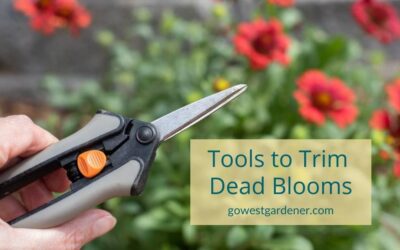 “When Trimming Dead Blooms, Should You Pluck Them by Hand or With a Tool?”