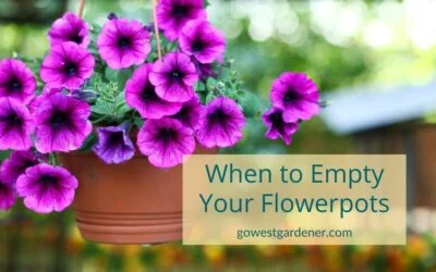 “When Should I Empty My Flowerpots?”