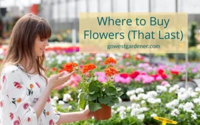 Where to Buy Flower Plants (That Last) for Your Western Garden