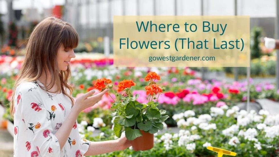 Where to Buy Flower Plants (That Last) for Your Colorado Garden