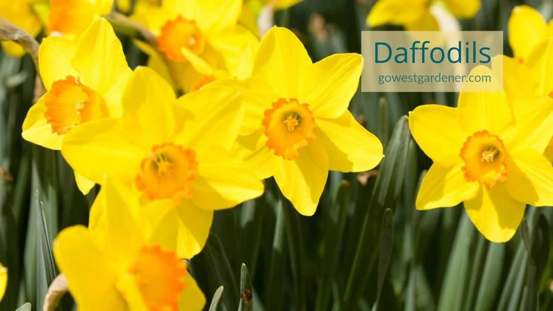 This is what yellow daffodils look like