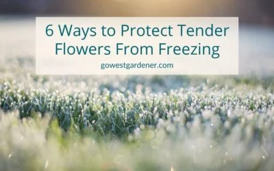 6 Ways to Protect Your Flowers From Frosts and Freezes
