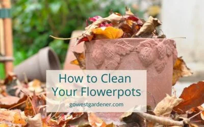 Flowerpot Clean-up Tips: What to Do With Your Flowerpots When Your Flowers Are Dead